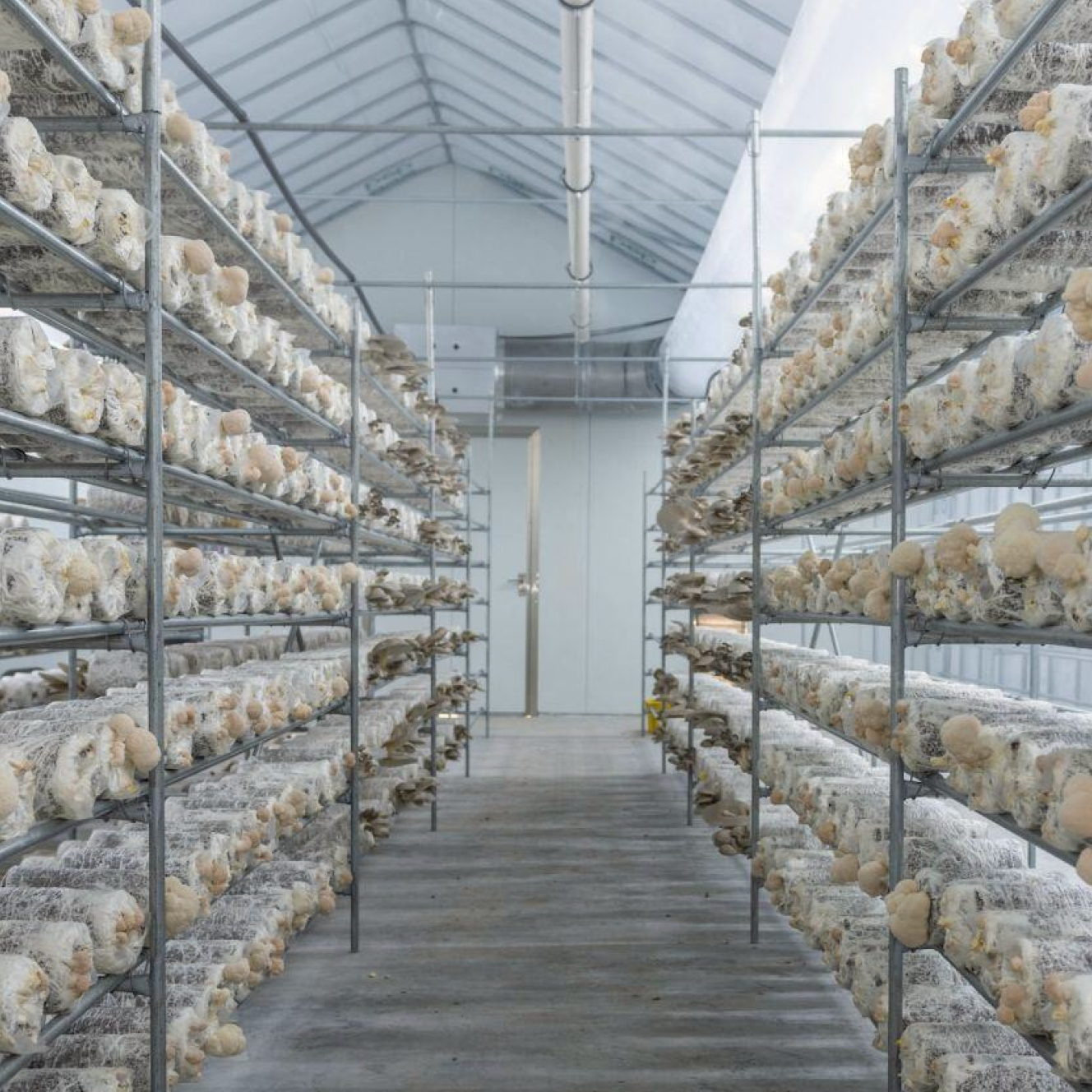 Mushroom sourcing